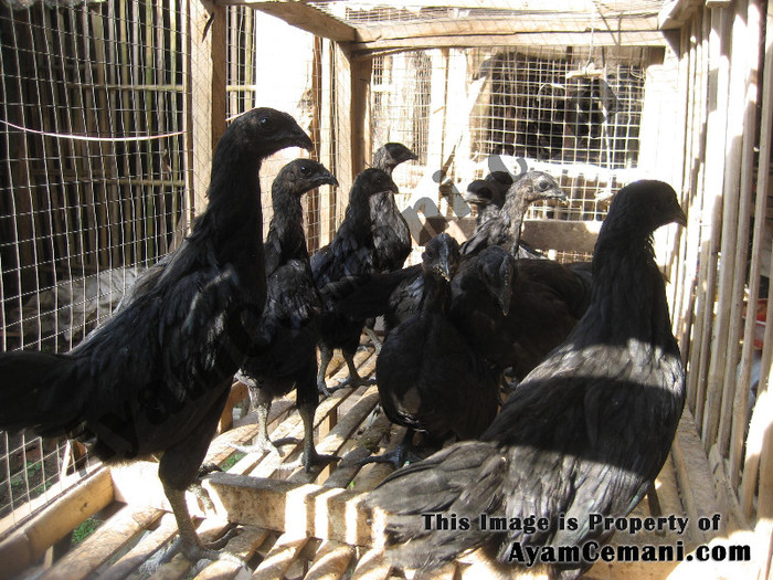 sedia-ayam-cemani-lidah-hitam - Cemani