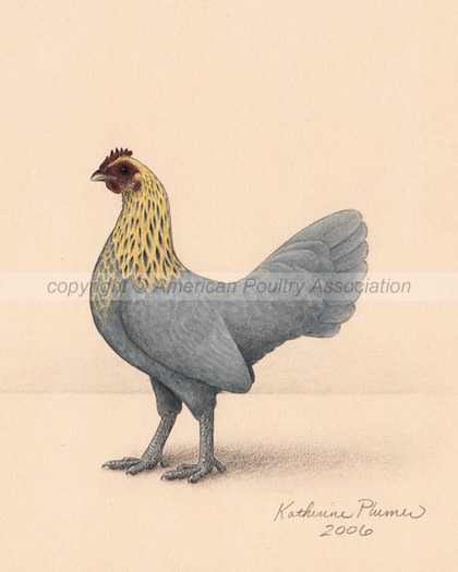 Bantam Lemon Blue Old English