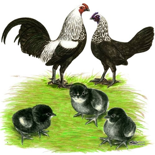 Birchen Old English Game Fowl - Bantam Old English Games