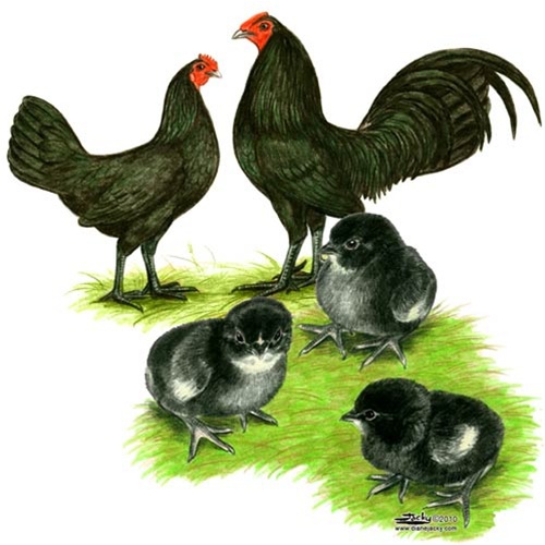 Black Standard Old English Game Fowl - Bantam Old English Games