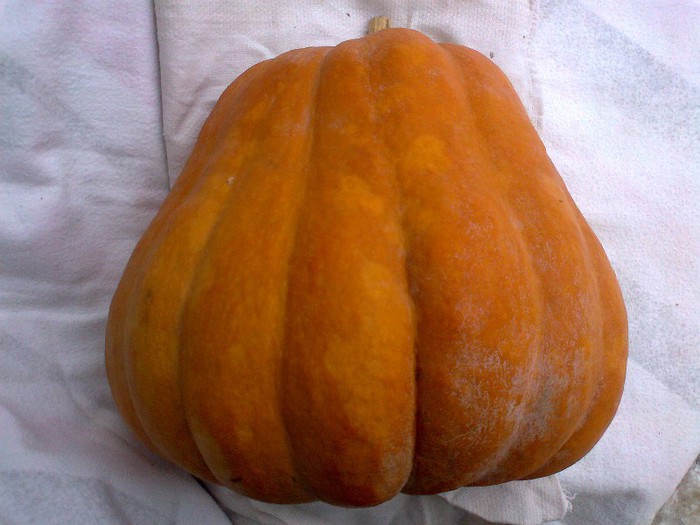 ORANGE PIE PUMPKINS; ORANGE PIE PUMPKINS
