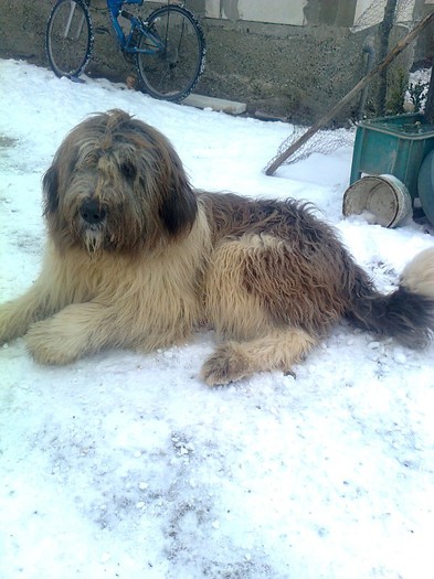 Fotografie0138 - Buzdugan