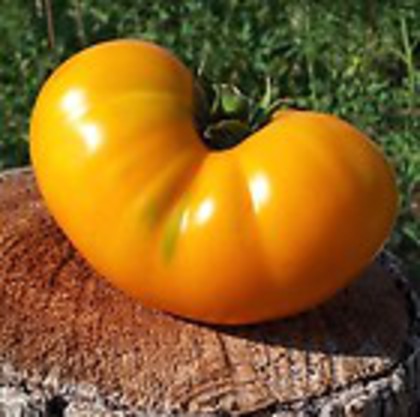 AZOYCHKA- TOMATO - 2013-TOMATE-SEMINTE