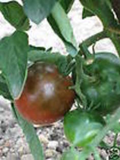 BLACK PRINCE- TOMATO - 2013-TOMATE-SEMINTE