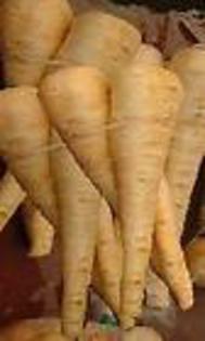 HOLLOW CROWN- PARSNIP - 2013-PATRUNJEL-SEMINTE