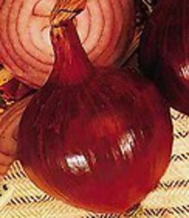 RED AMPOSTA-  ONION - 2013-CEAPA-SEMINTE