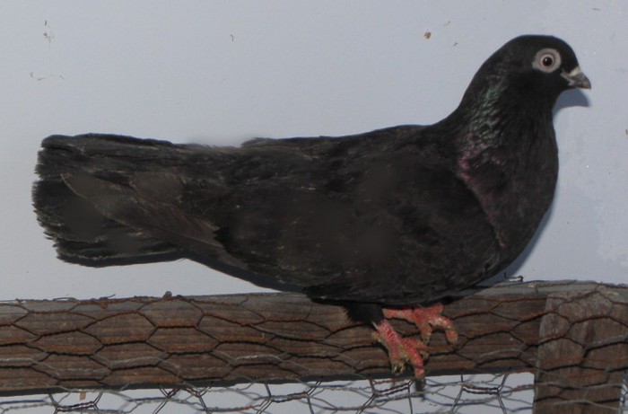 92n(f.2012)-vandut