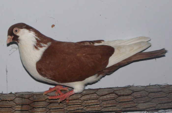 93r(m.2012)-vandut