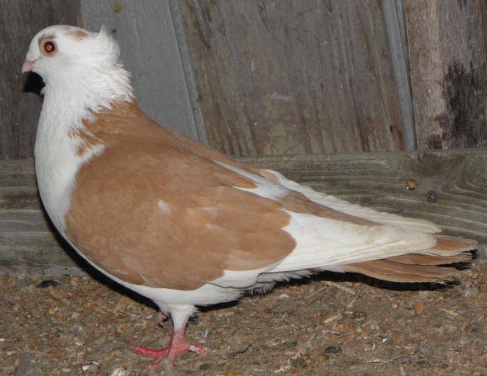95g.m(m.2012)-vandut