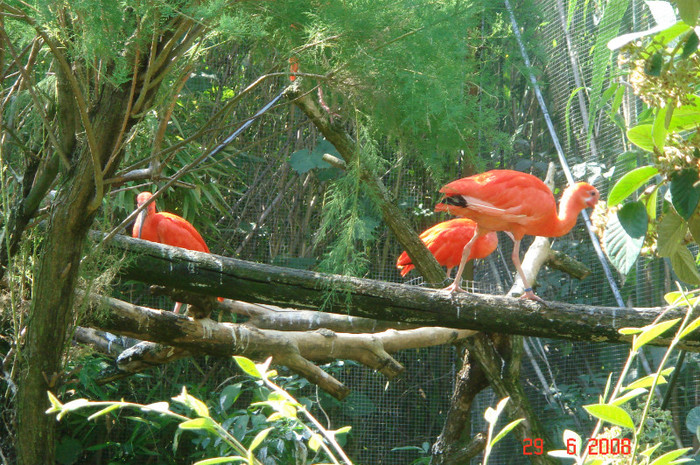 DSC02621 - Zoo particulara in Franta