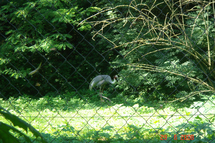 DSC02635 - Zoo particulara in Franta