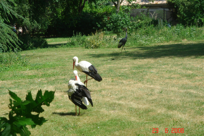 DSC02636 - Zoo particulara in Franta