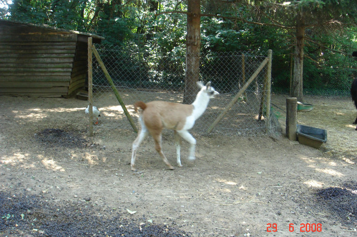 DSC02638 - Zoo particulara in Franta