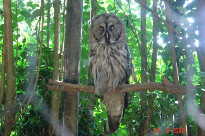 DSC02641 - Zoo particulara in Franta