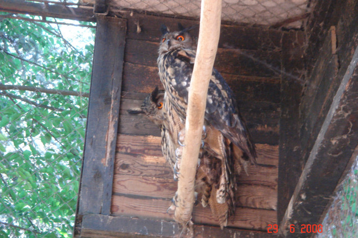 DSC02642 - Zoo particulara in Franta