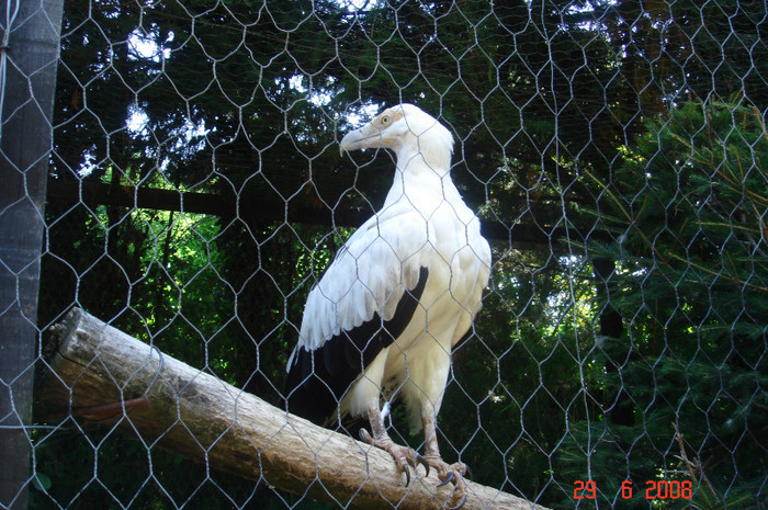 DSC02643 - Zoo particulara in Franta