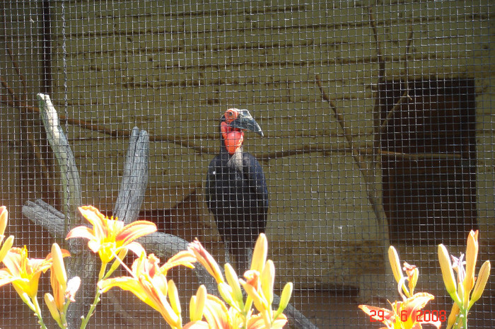 DSC02644 - Zoo particulara in Franta