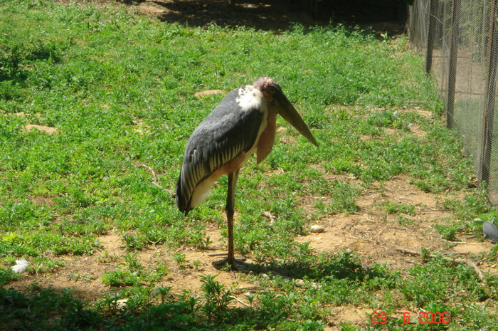 DSC02651 - Zoo particulara in Franta