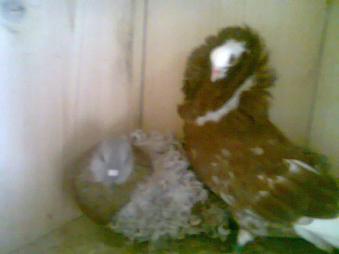 Foto0090; incercam o noua rasa sa  vedem ce va esi sunt curios
