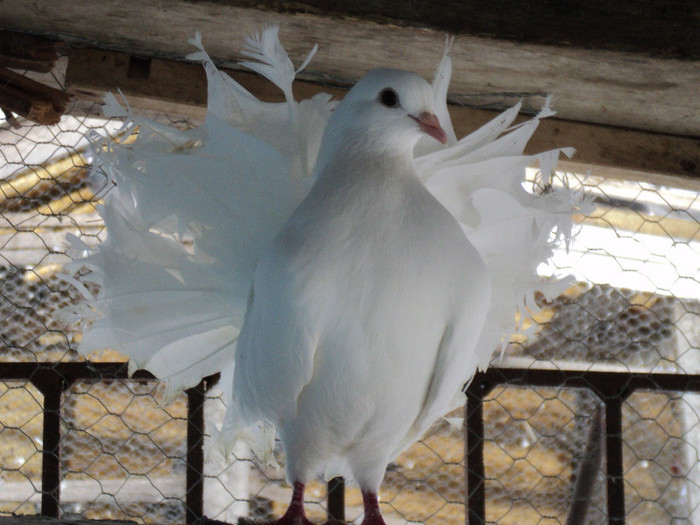 Vanduta lui Pukys.sunphoto