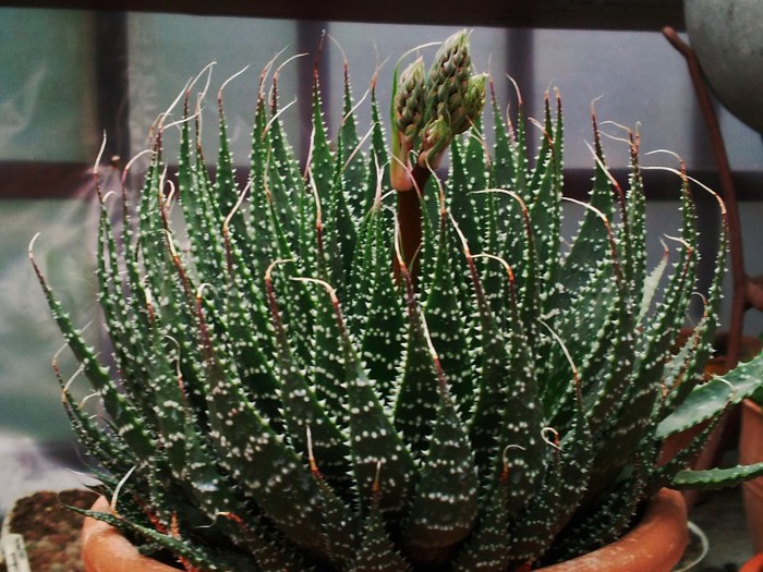 Aloe aristata - Aloe aristata