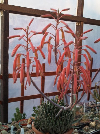 Aloe aristata-inflorescenta - Aloe aristata