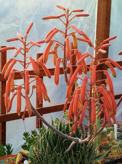 Aloe aristata - Aloe aristata