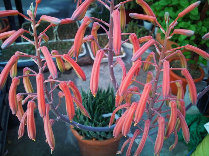 Aloe aristata - Aloe aristata