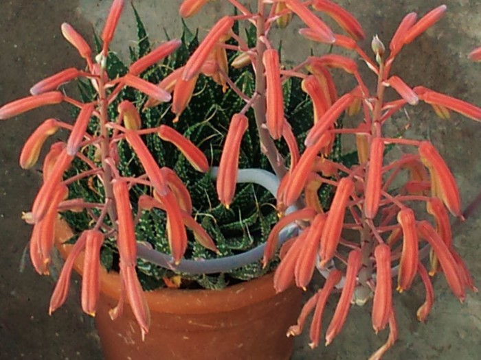 Aloe aristata