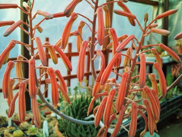 Aloe aristata-floare