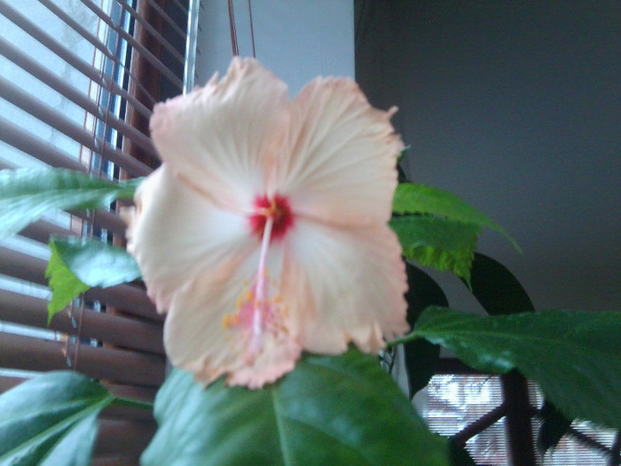 Fotografie0371 - hibiscusi 2o12