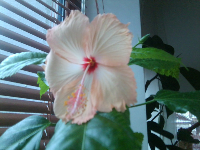 Fotografie0372 - hibiscusi 2o12