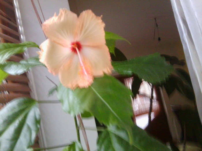 29.01 - hibiscusi 2o12