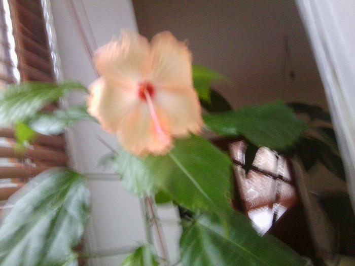 Fotografie0378 - hibiscusi 2o12