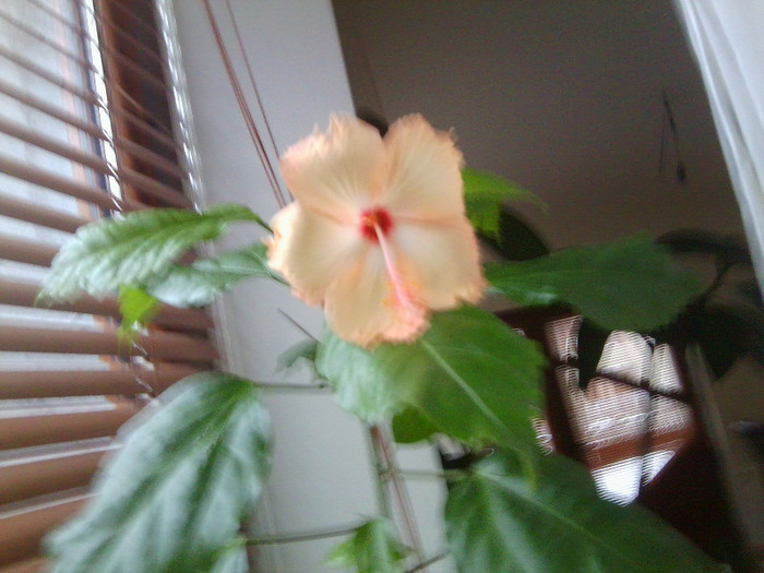 Fotografie0380 - hibiscusi 2o12