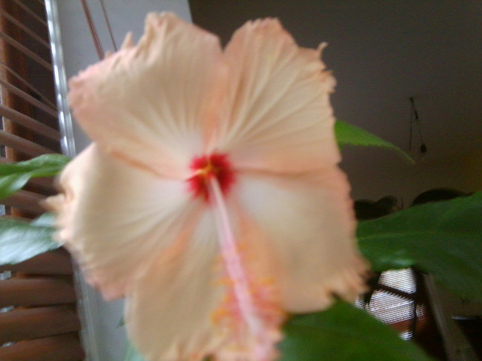 Fotografie0382 - hibiscusi 2o12