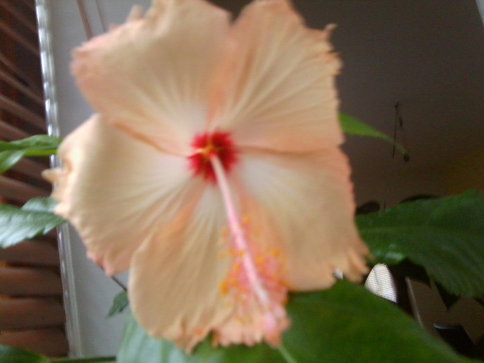 Fotografie0383 - hibiscusi 2o12