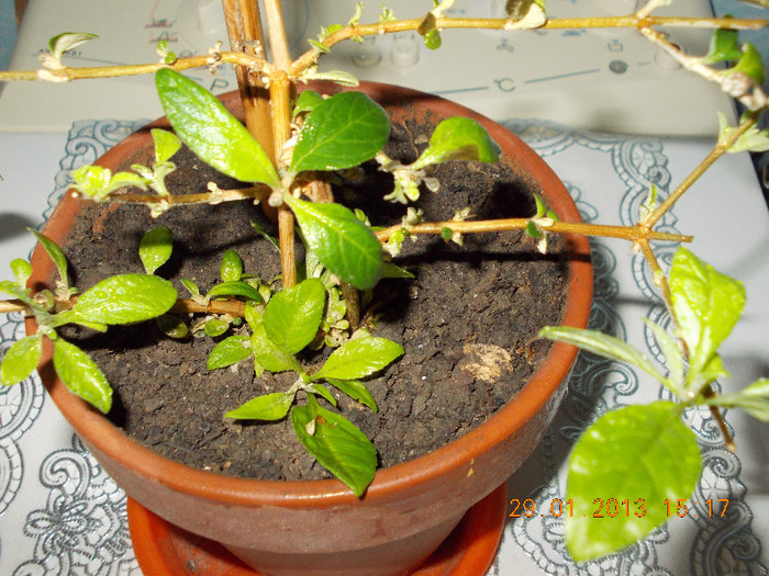 buddleia-"magnet" pt fluturi...