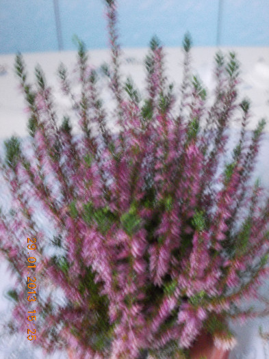 29 ian 2013-flori 024