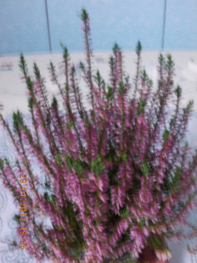 calluna vulgaris