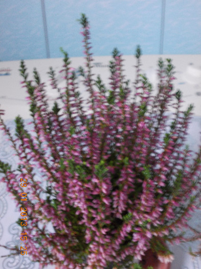 29 ian 2013-flori 026