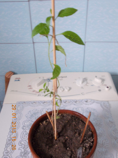 29 ian 2013-flori 027