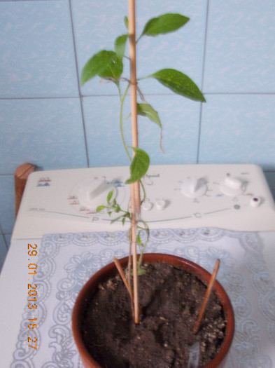 solanum rantonetti