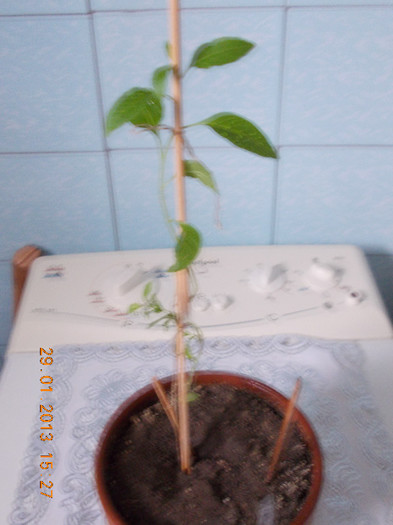 29 ian 2013-flori 029
