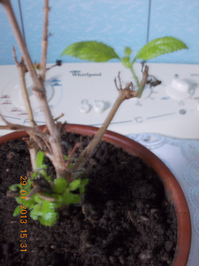 29 ian 2013-flori 034