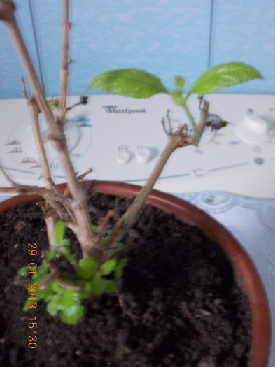 lantana camara