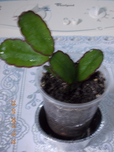 29 ian 2013-flori 037