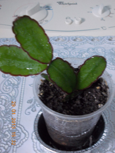 rhipsalidopsis gaertneri-portocaliu