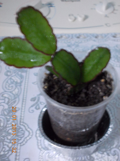 29 ian 2013-flori 036