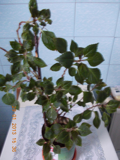 impatiens mov batut